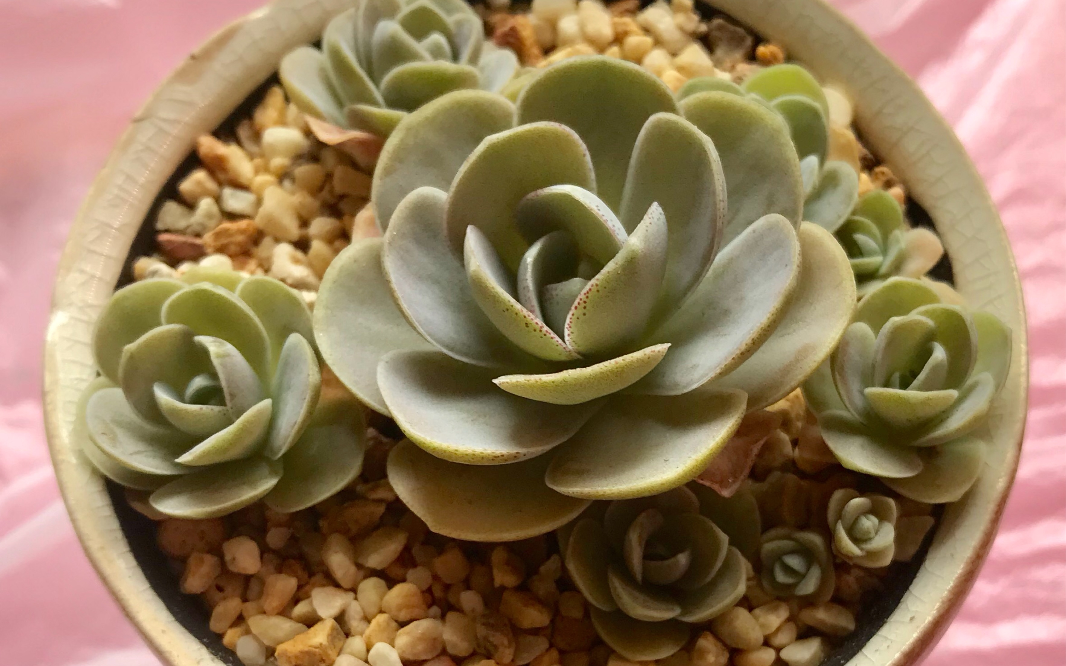 多肉植物-子持莲华