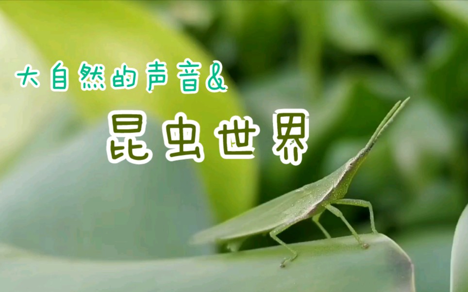 昆虫叫声大全图片