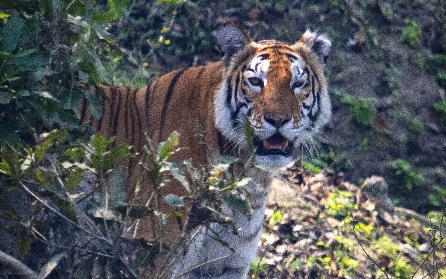 卡齐兰加中部科赫拉区独眼母虎kazi 83与犀牛擦肩而过