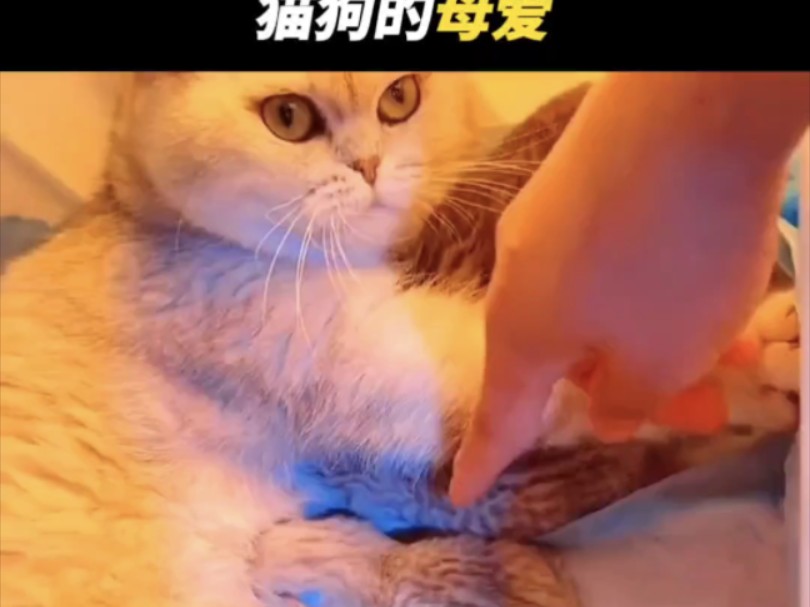 猫妈妈和狗妈妈的母爱同样伟大!哔哩哔哩bilibili