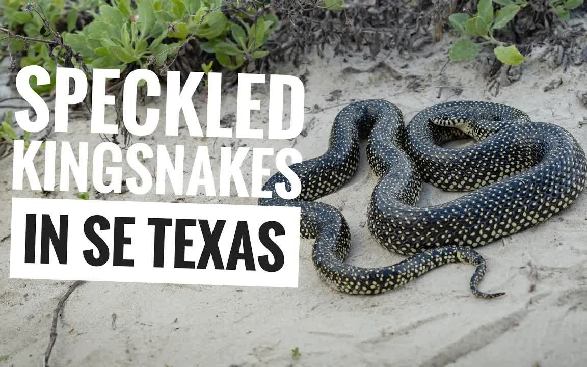 在se texas野采星点王蛇_哔哩哔哩_bilibili