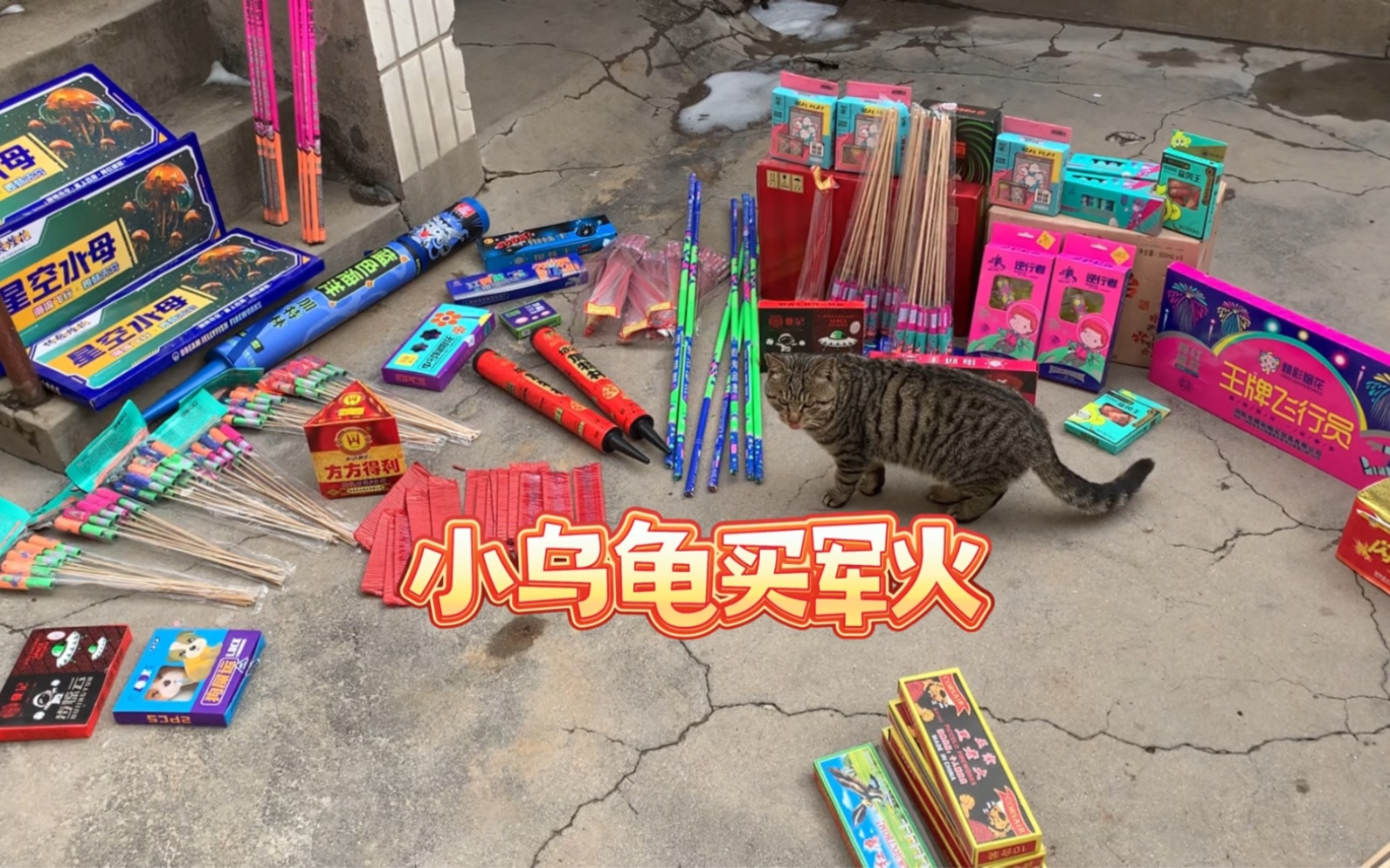 [图]小乌龟大战狸花猫谁能赢？最好卖军火的老板太令人意外了！