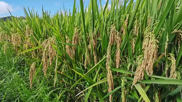 袁隆平"超优千号"超级杂交水稻测产传喜讯:平均亩产1004.83公斤!