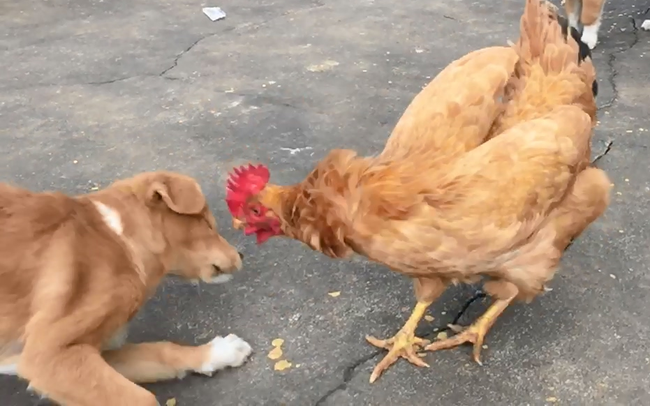 田园犬想用食物捕获陌生田园犬却被鸡占尽了风头