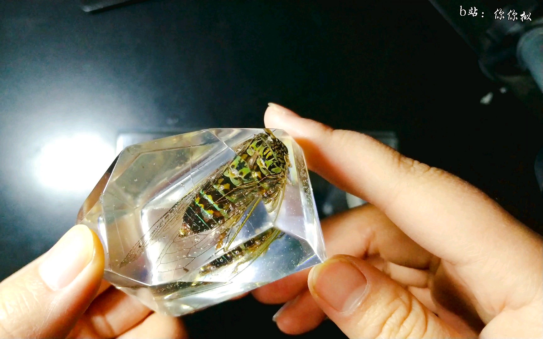 滴胶捡到的昆虫别扔放入滴胶馋哭隔壁不不不这是正经昆虫标本