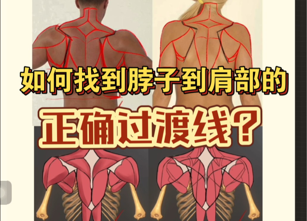 如何找到脖子到肩部的正确过渡线?哔哩哔哩bilibili