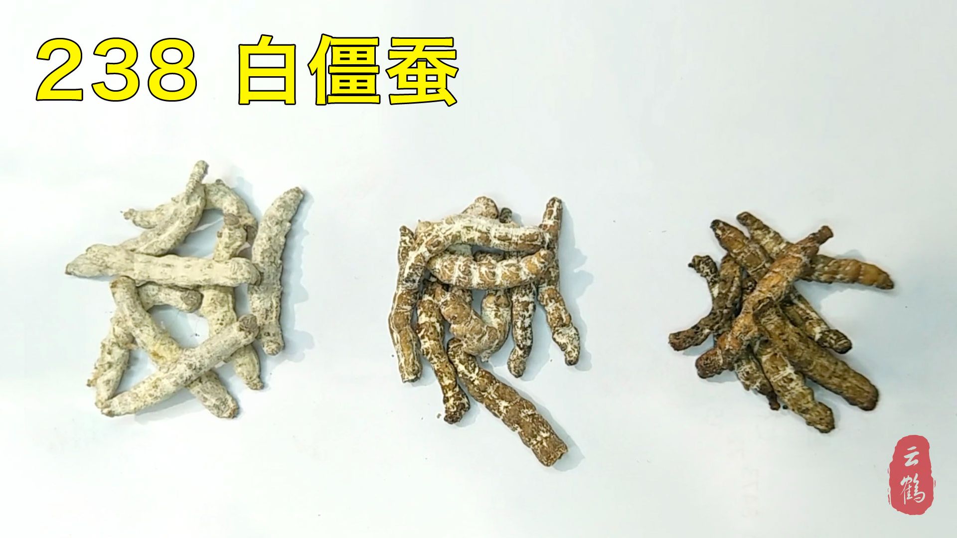 238 白僵蚕——别名僵蚕、天虫