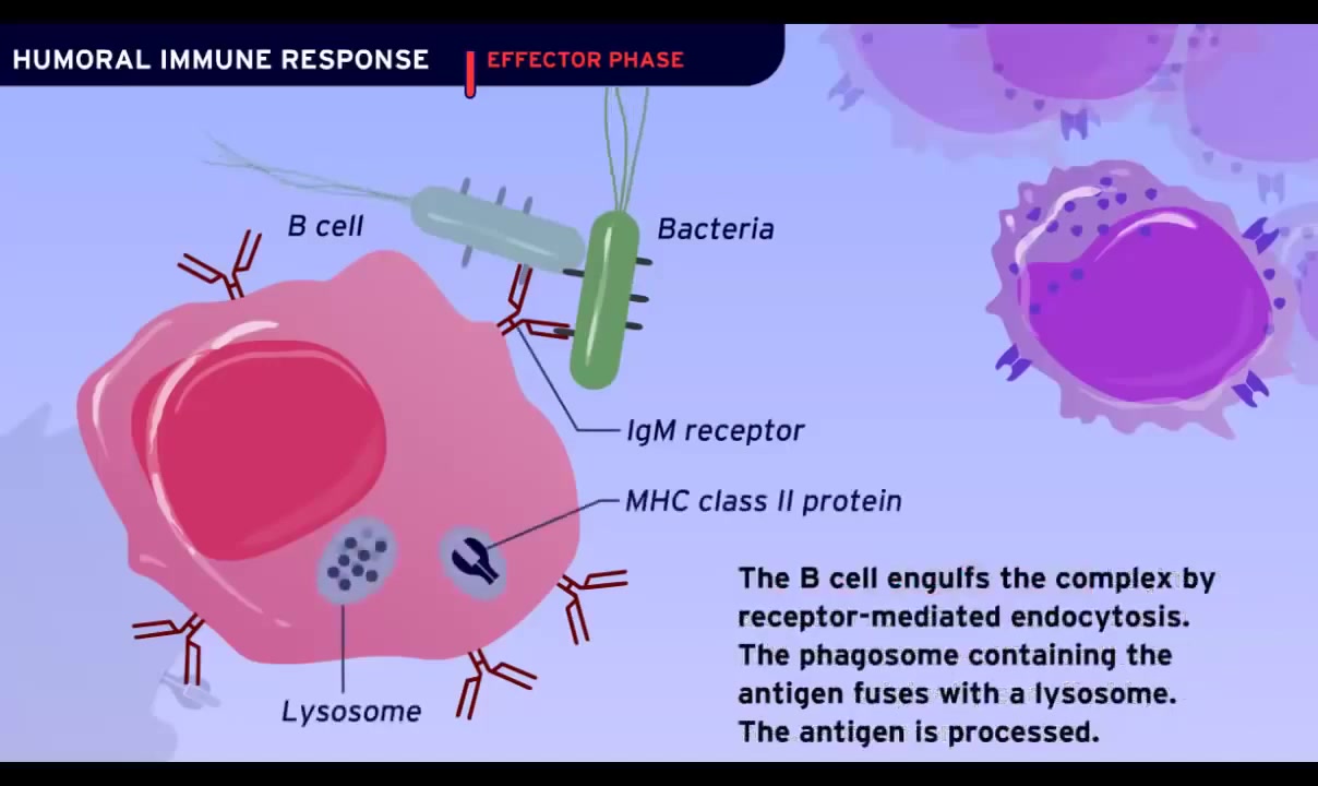 体液免疫Humoral Immune Response [HD Animation] (1)哔哩哔哩bilibili