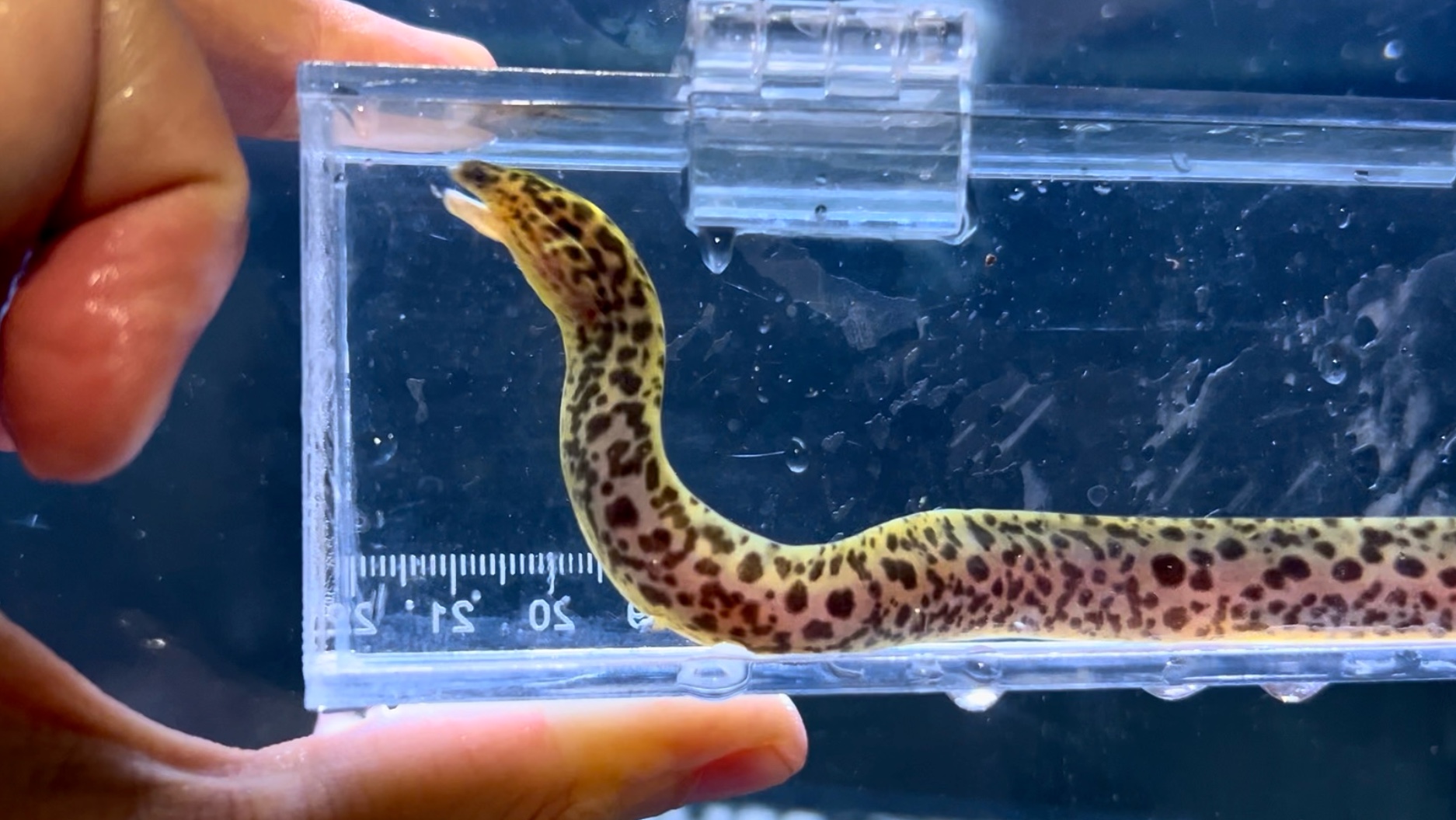 【新鱼开箱294期】能纯淡水养的海鳝:黄金豹纹鳗