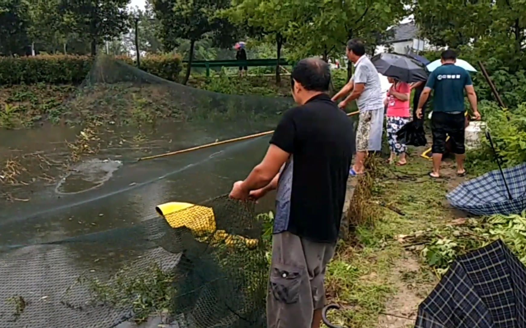 農村發洪水!黑魚草魚全上岸,大網攔魚幾個人拉爽了