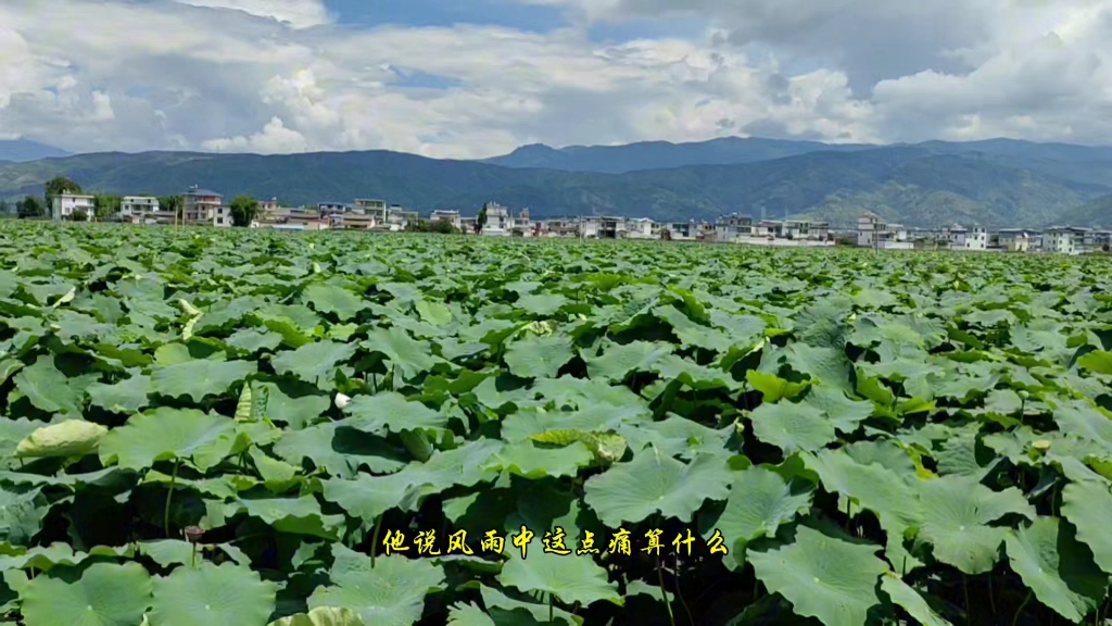 十里荷花ⷤ𘇤𚩨𗥡˜哔哩哔哩bilibili