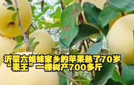 [图]沂蒙六姐妹家乡的苹果熟了70岁“果王”一棵树产700多斤