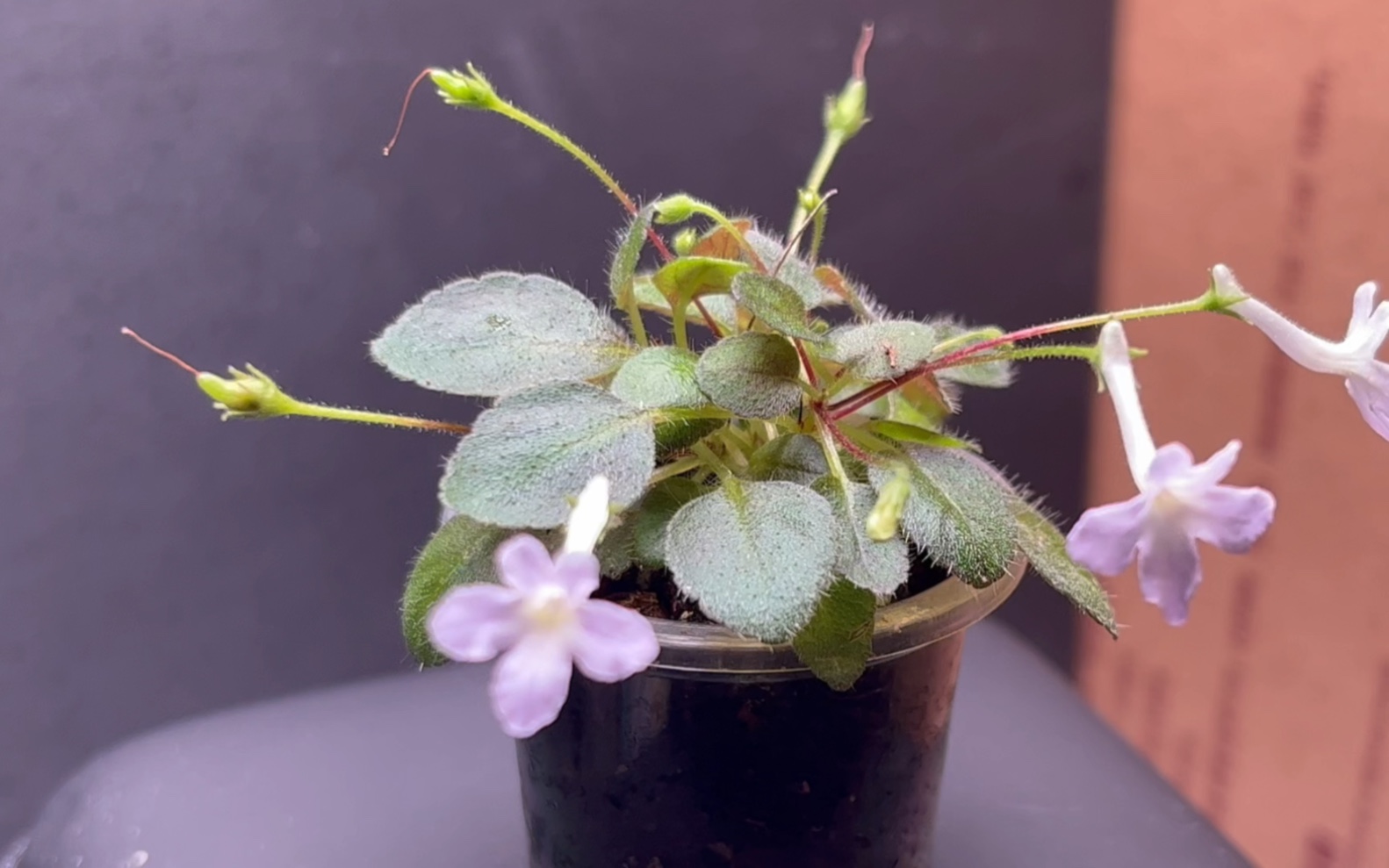 超迷你岩桐日常记录