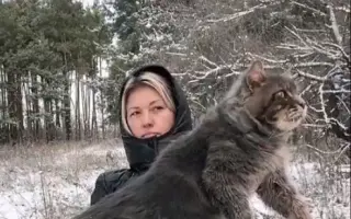 欧洲缅因猫，有点霸气！