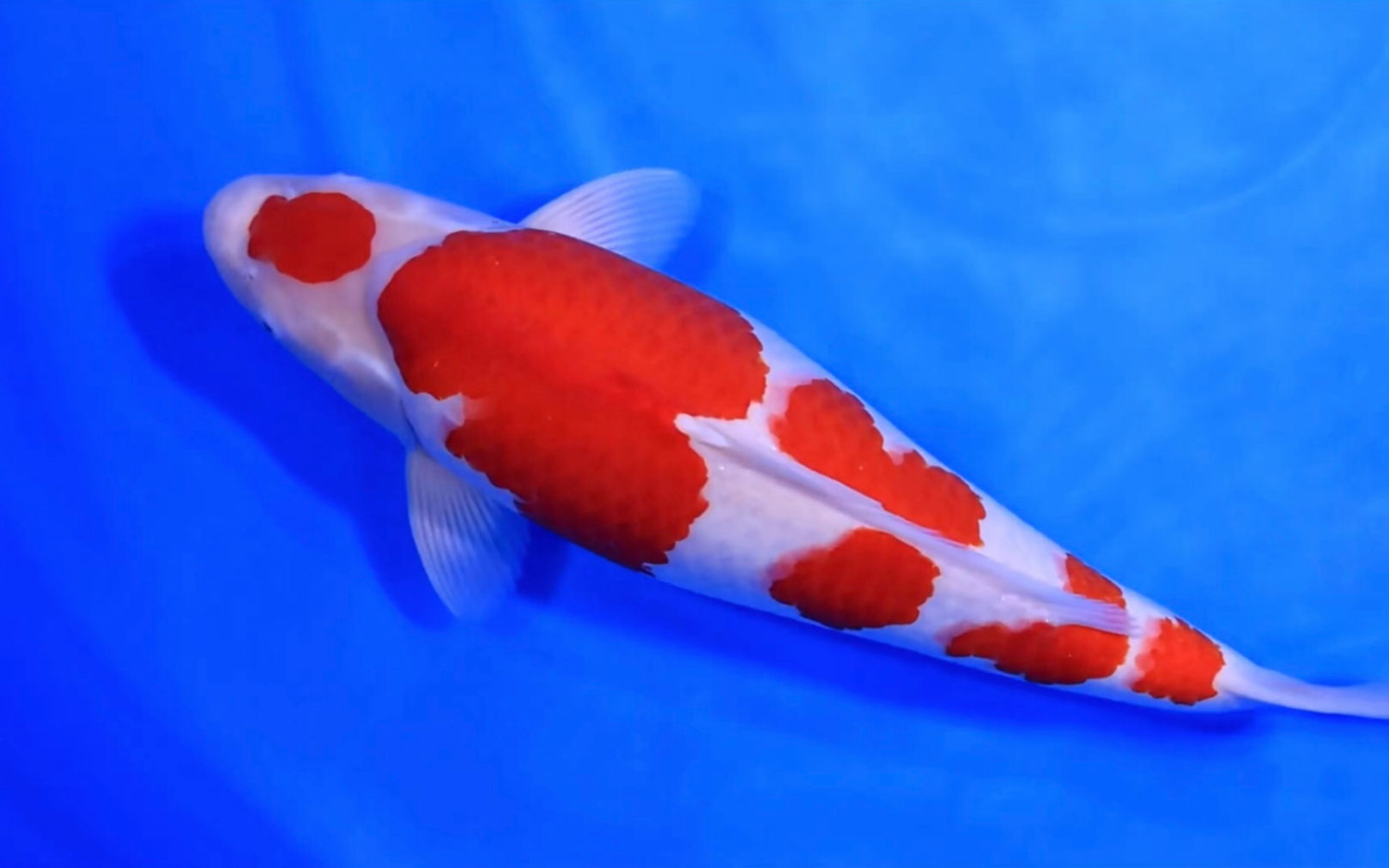 桃太郎五段红白锦鲤雌两岁五十七公分福气观赏鱼.