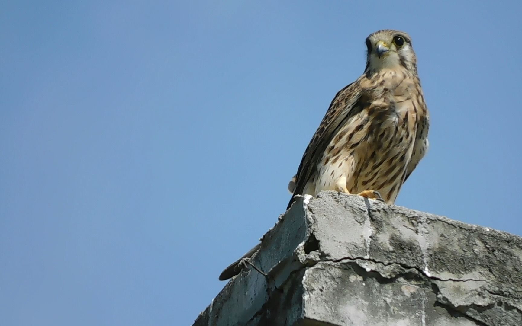 梳理羽毛的红隼雌鸟
