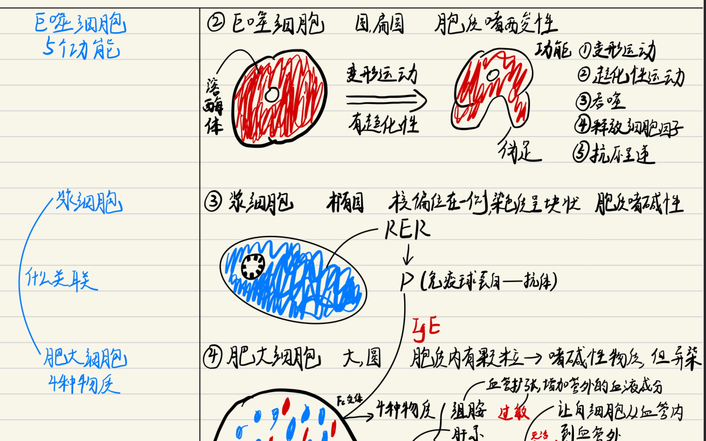 和我一起寒假学习组织学Chapter3 固有结缔组织哔哩哔哩bilibili