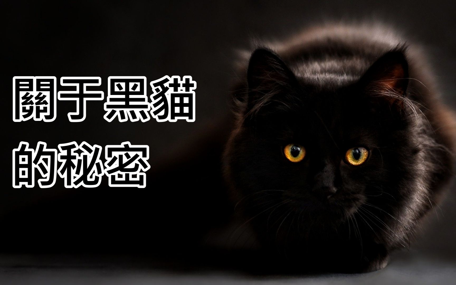 关于黑猫你不能不知道的神奇真相哔哩哔哩bilibili