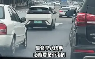 Tải video: 早八路上小海鸥！简直是随处可见