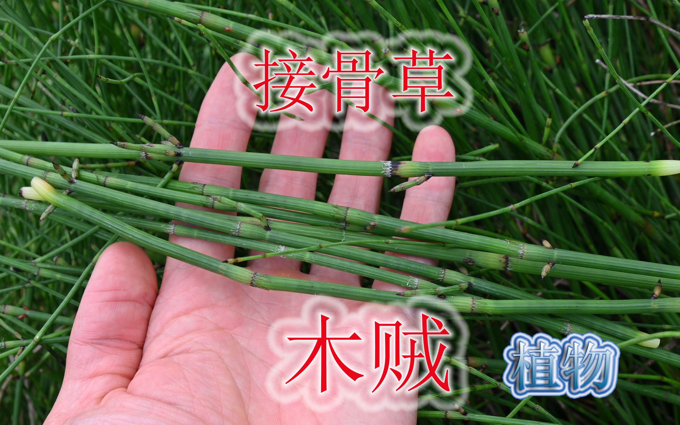 常见的“木贼”植物,别称“接骨草”,实用的价值了解吗?哔哩哔哩bilibili