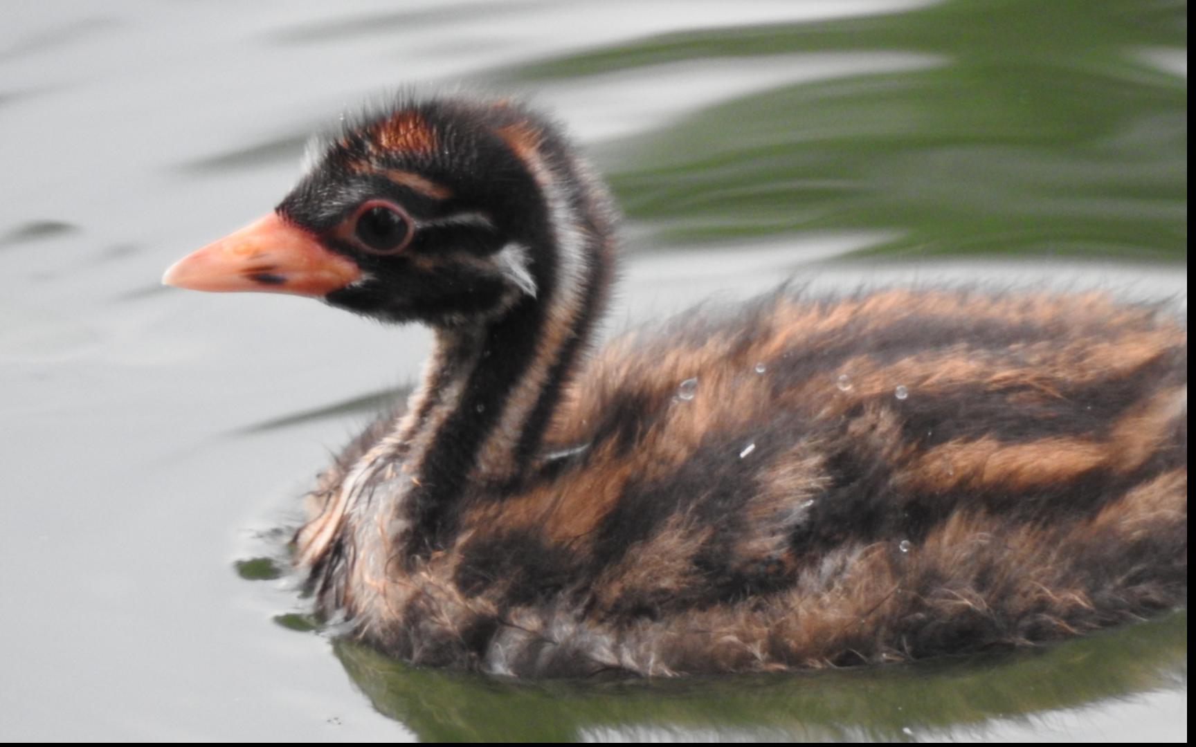 拥有清澈朦胧眼神的小小鷿鷈