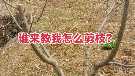 你們會給果樹剪枝嗎?