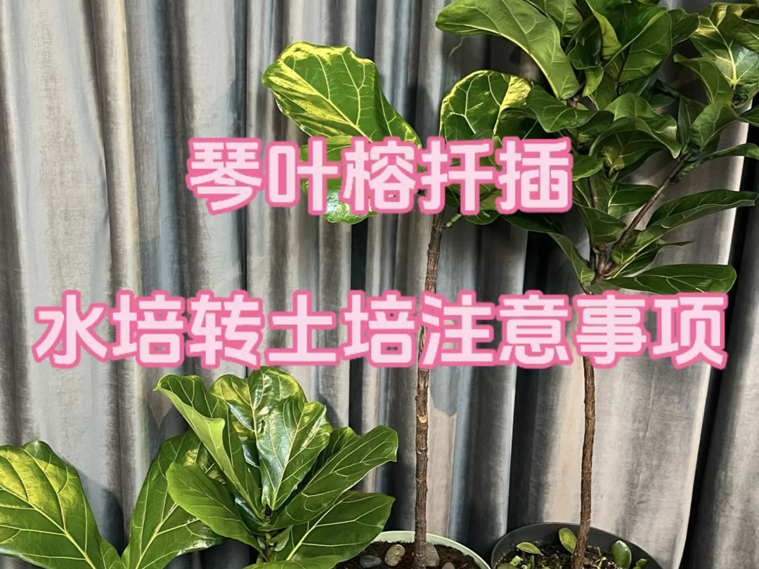 琴叶榕扦插繁殖,这样做就够了!哔哩哔哩bilibili