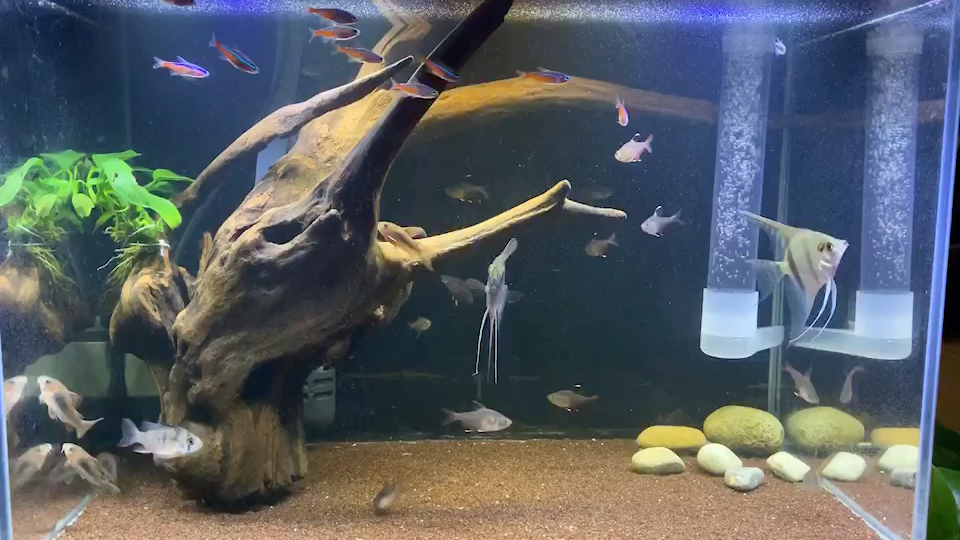 45南美缸 观赏鱼 热带鱼花地湾入了两条血翅蓝帝灯 十条小宝 两条迷彩