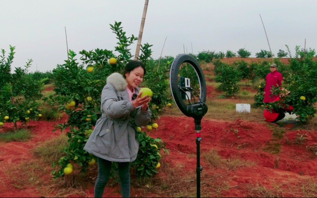 [图]为了帮乡亲们把青柚卖出去，香香在果园直播，紧张的样子还真少见