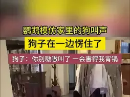 Download Video: 鹦鹉模仿家里狗狗的叫声 狗子在一边愣住了 狗子：你别嗷嗷叫了一会还得我背锅