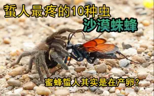 Скачать видео: 蜜蜂竟然是用产卵器蜇人的！沙漠蛛蜂真的能杀人吗？