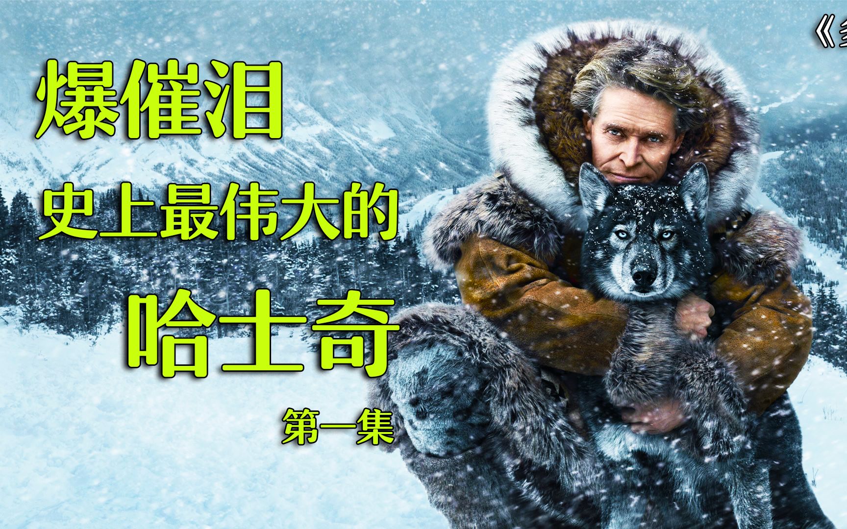 史上最伟大哈士奇,太感人了!《多哥》第一集.