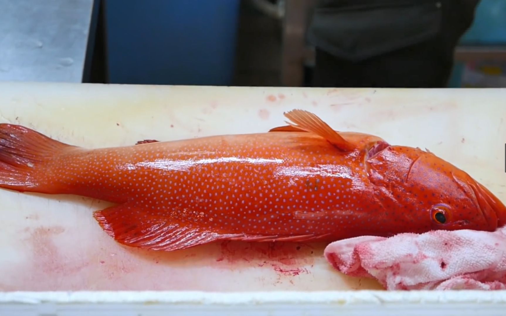 日本料理-清蒸鱼刺身冲绳海鲜日本