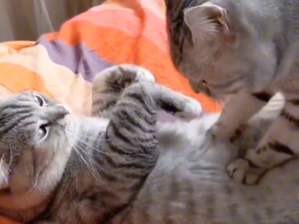 那些享受按摩的猫咪,来看看哪个最会享受? #萌宠 #宠物 #搞笑