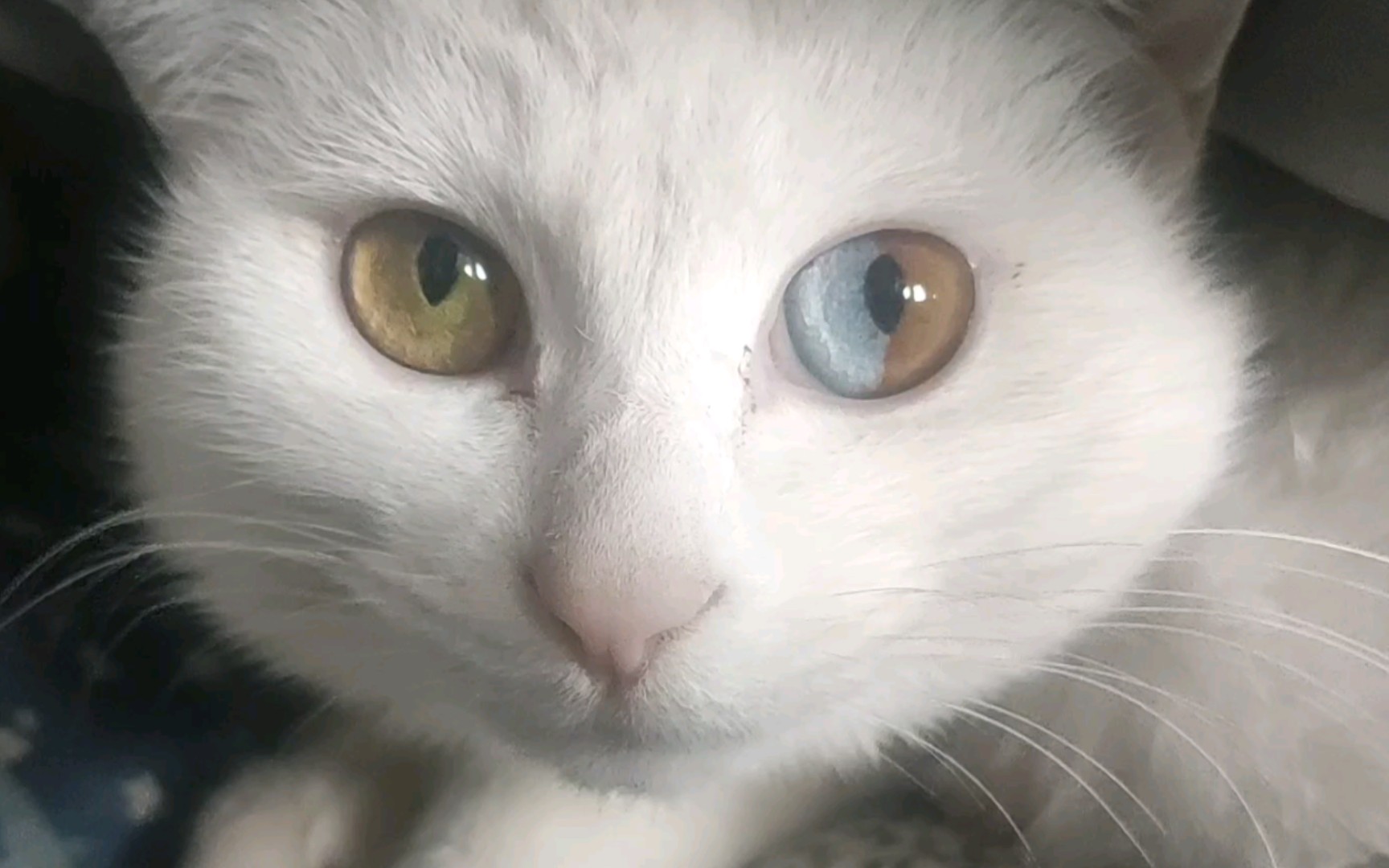 罕见的双重异瞳猫!_哔哩哔哩 (゜-゜)つロ 干杯~-bilibili