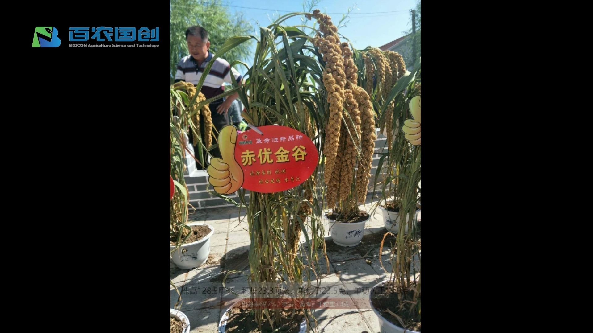 谷子品种赤优金谷