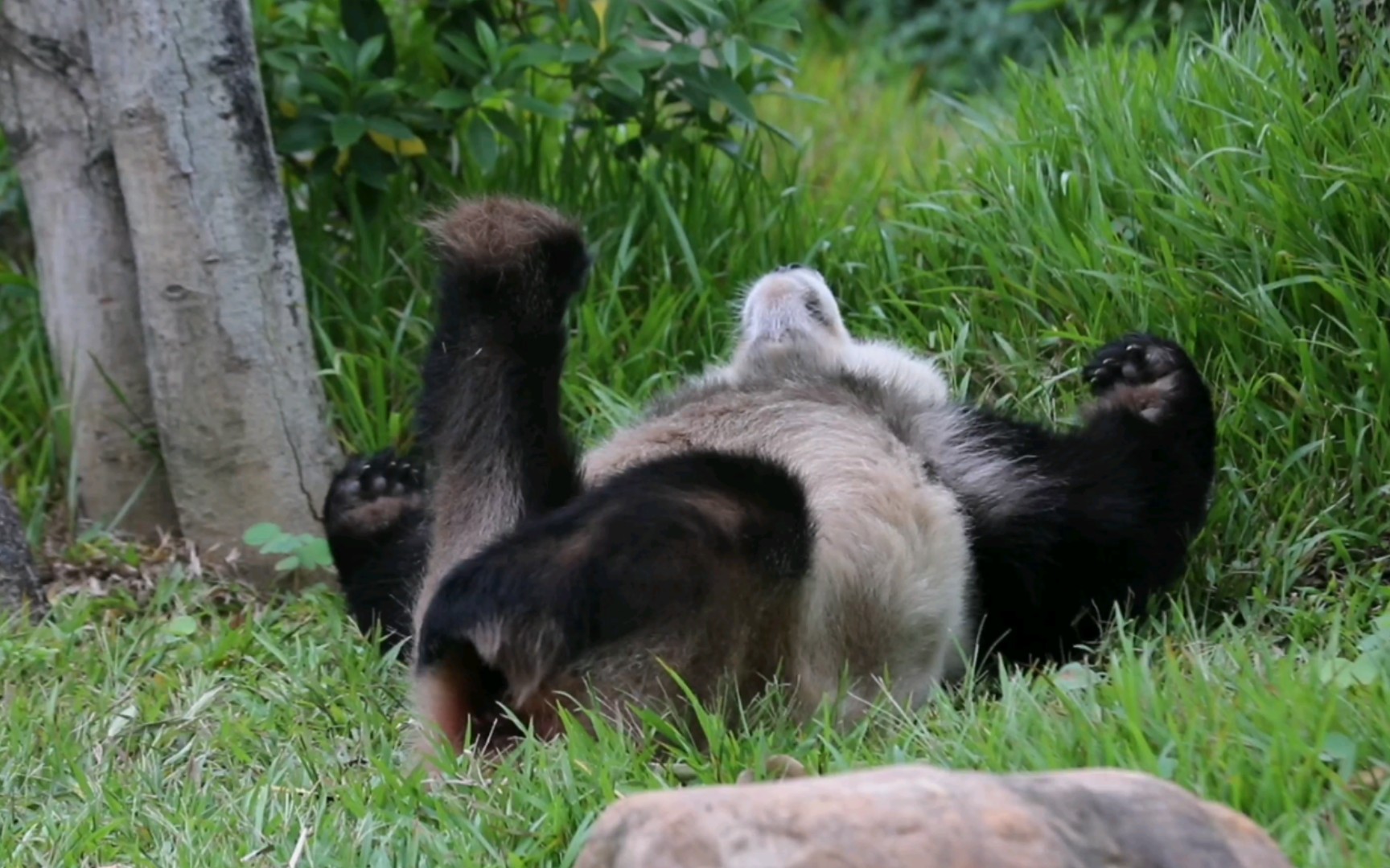 【大熊猫绩美】美美躺着拉伸腿2111