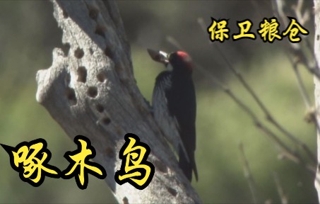 【英国】【纪录片】为保卫粮仓而战斗的啄木鸟 A woodpecker fighting to defend a granary哔哩哔哩bilibili