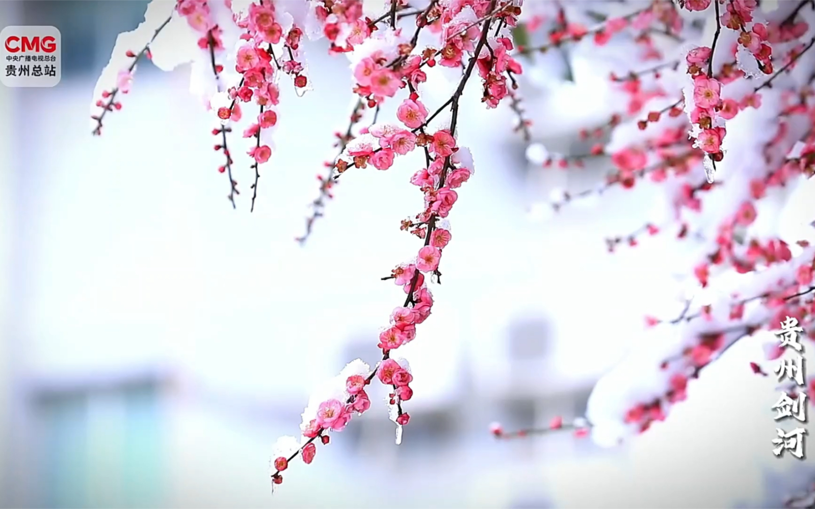 银红台阁梅花图片