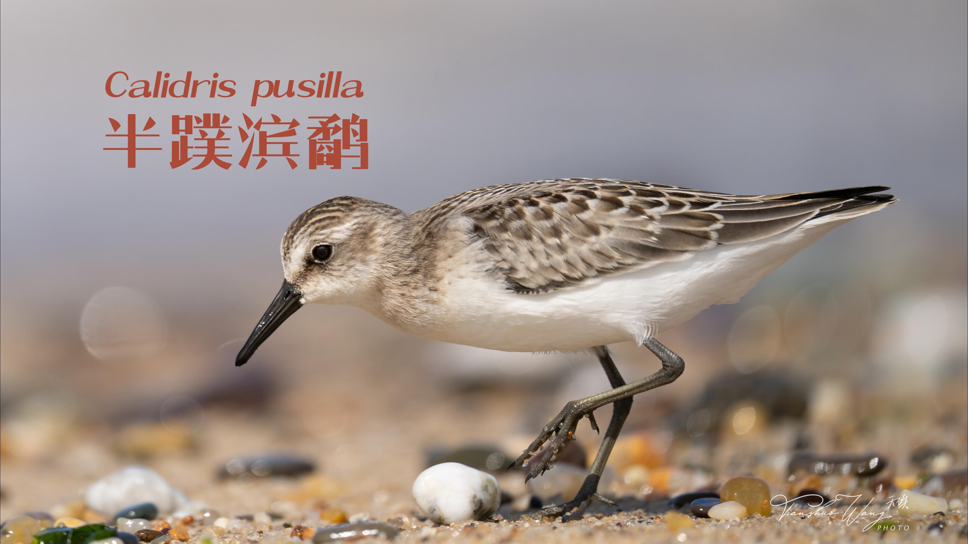 【天硕Timothy】科德角ⷦ€妵点海滩:观鸟日记之半蹼滨鹬(Calidris pusilla) 20240824哔哩哔哩bilibili