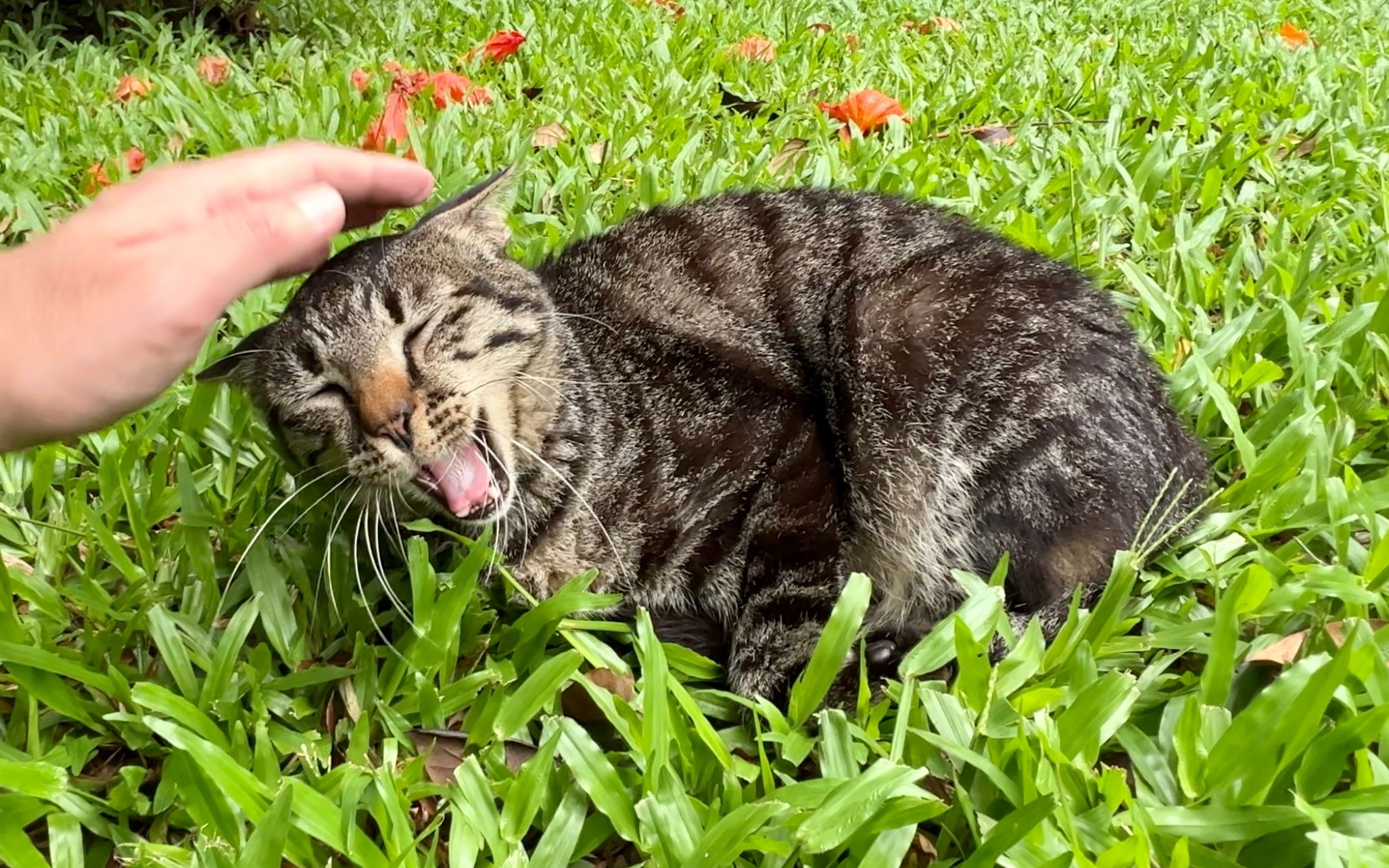 发现一只黑色的虎斑猫躺在草地上睡觉,刺挠一下!哔哩哔哩bilibili