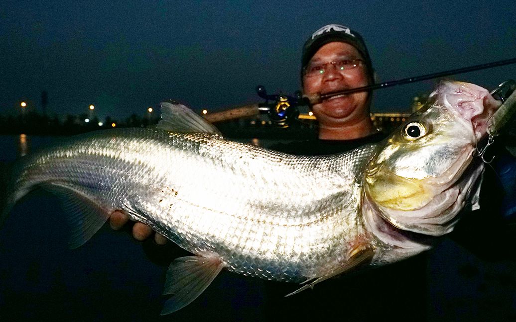 蓝旗鱼路亚湖心岛偶遇翘嘴炸水零动量被顶飞出水