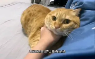 Download Video: 小猫咪：我妈已经三天没打我了，三天了。。