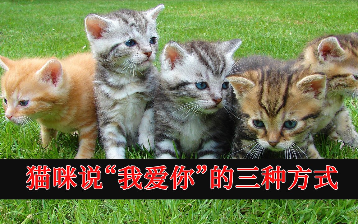 猫咪对你说"我爱你"的三种方式,你一定要知道