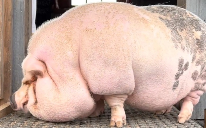 世界上最胖的猪图片图片
