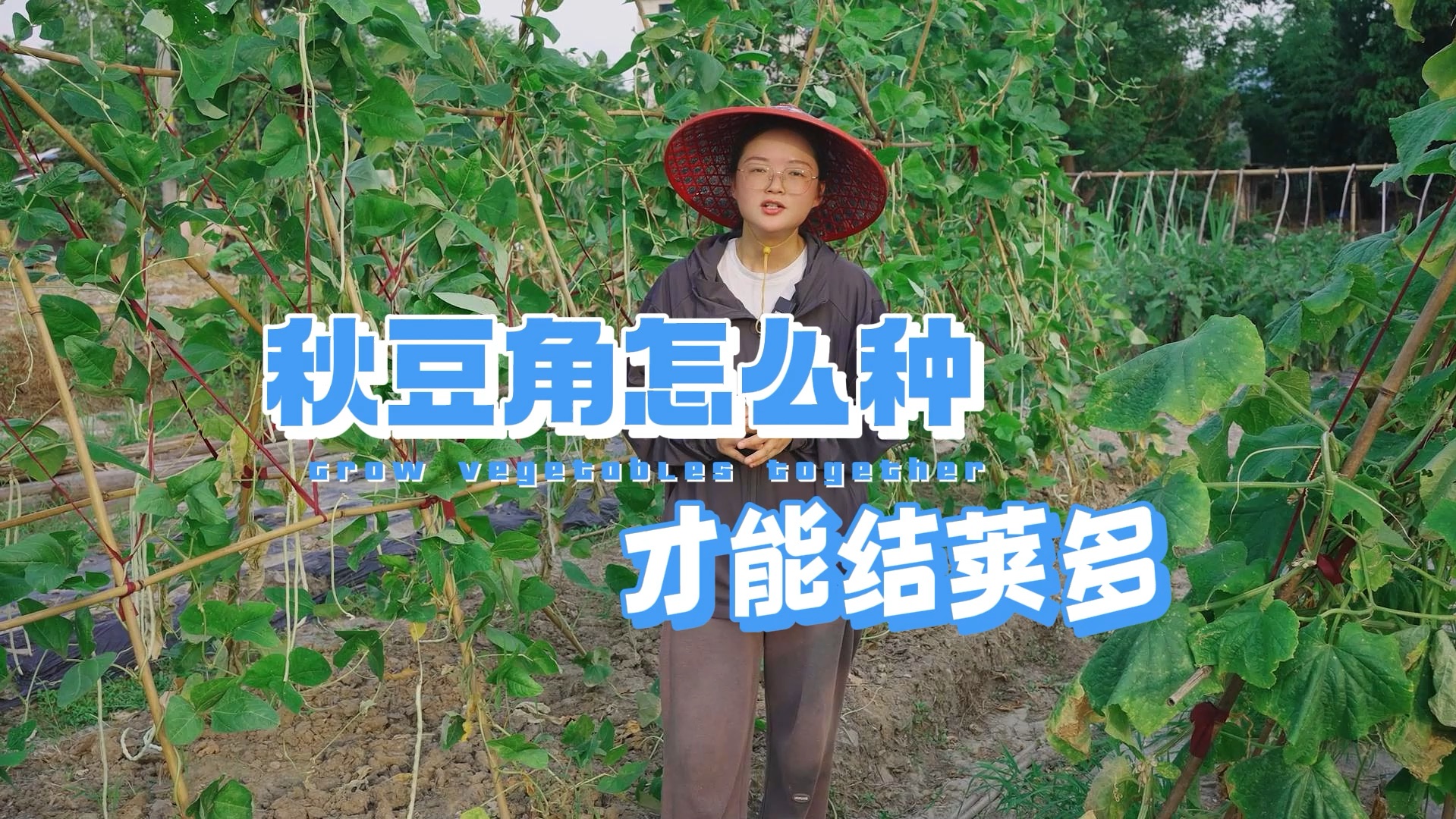 秋豆角怎么种才能结荚更多?哔哩哔哩bilibili