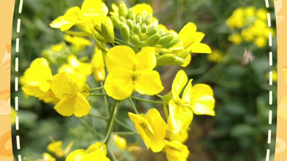 阳春三月油菜花图片