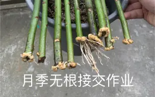 月季棒棒糖无根接 交个作业 百分百成活