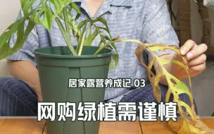 Download Video: 1000块买教训，网购绿植需谨慎，上避坑指南