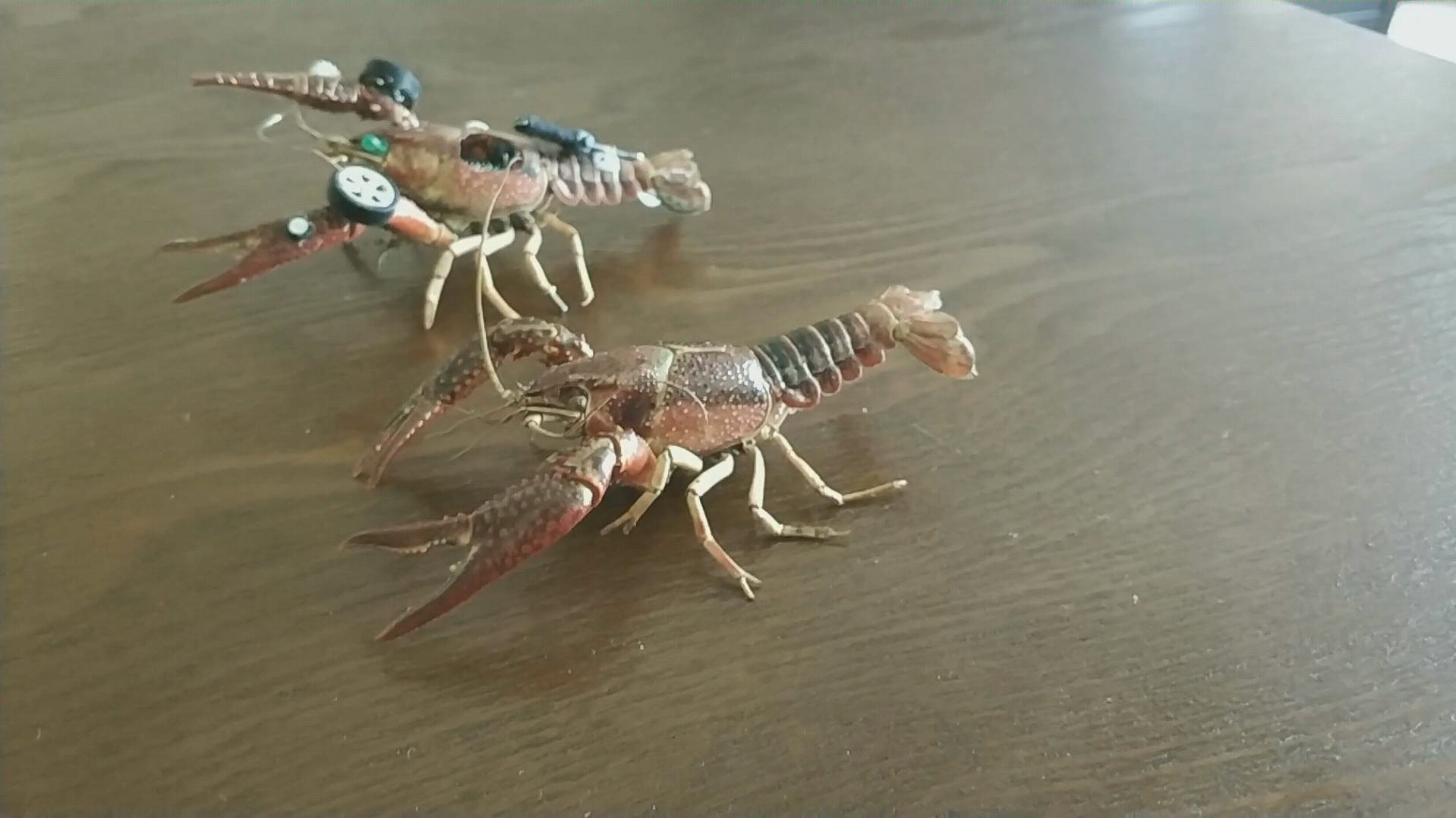 动物标本cyberpunk与普通小龙虾标本